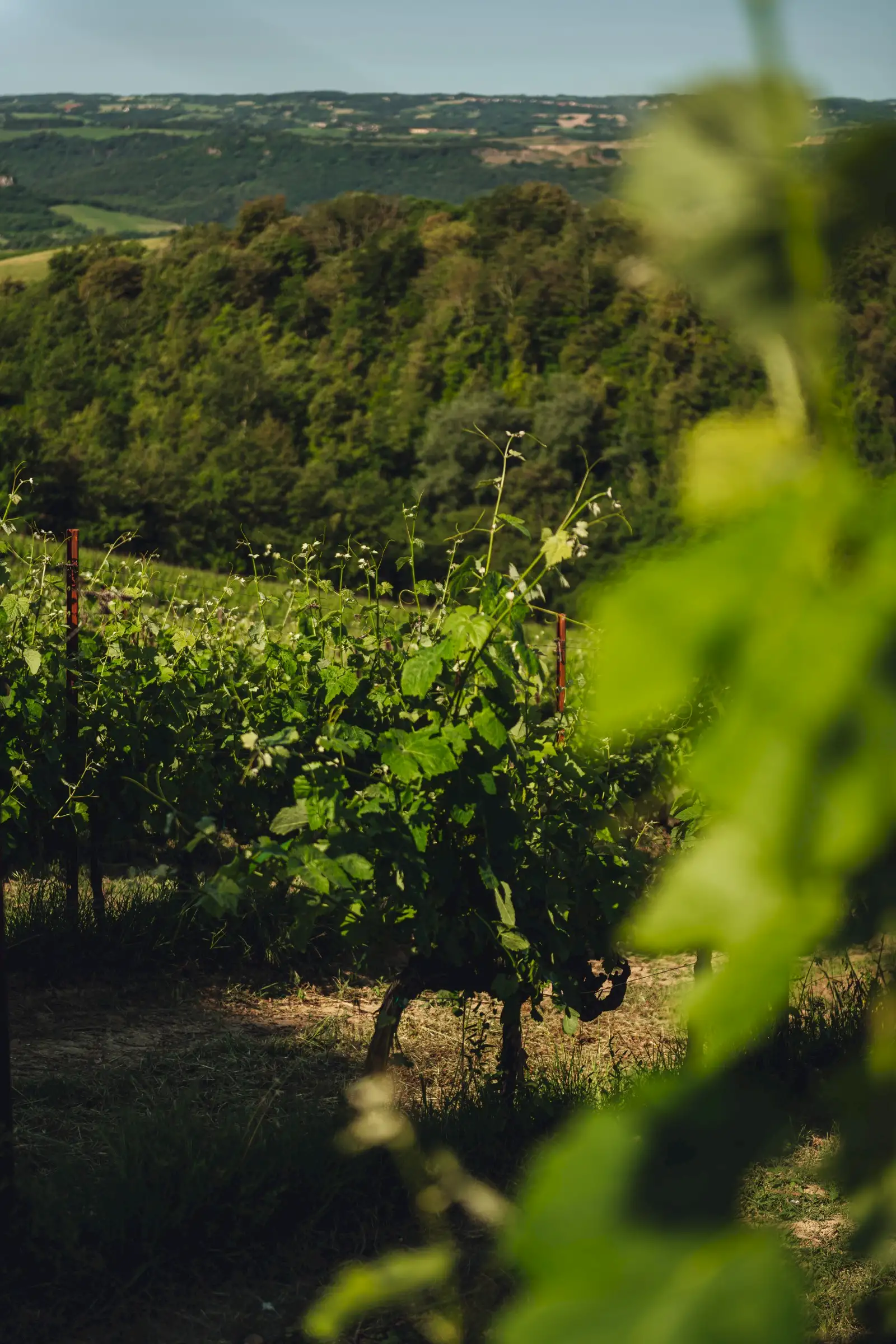 Cantina Decugnano dei Barbi