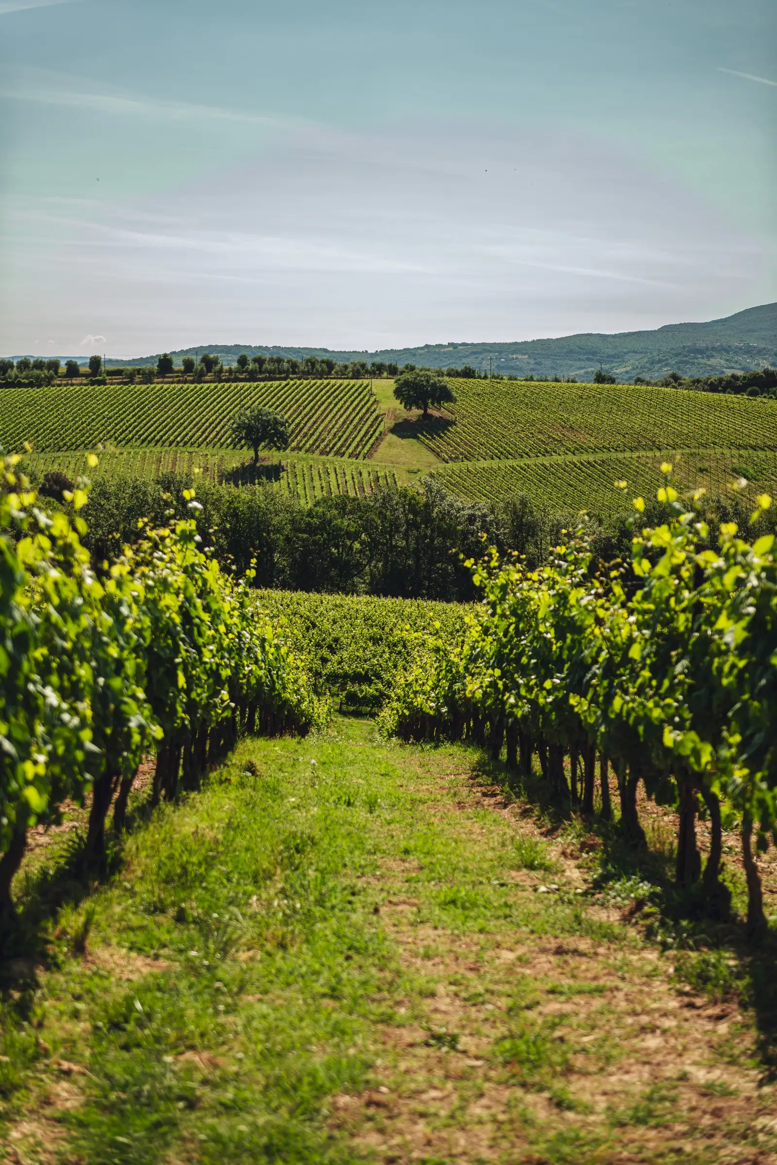 The vineyards of Decugnano dei Barbi